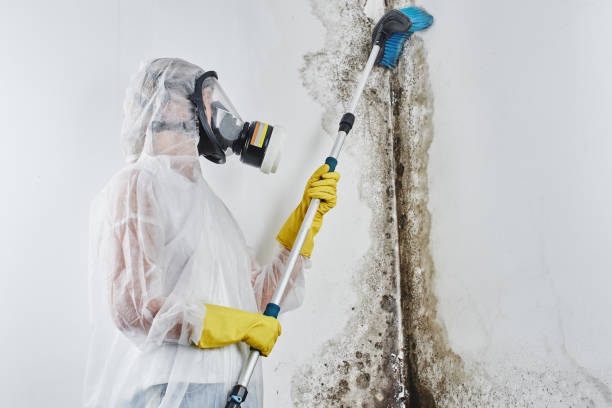 Best Black Mold Removal  in Lincoln, AR