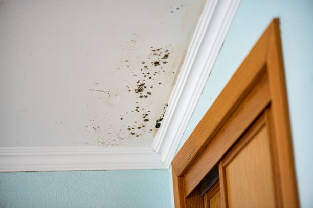 Best Toxic Mold Removal  in Lincoln, AR