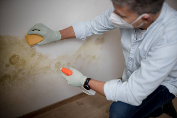 Best Commercial Mold Removal  in Lincoln, AR