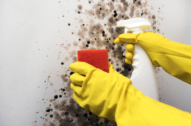 Best Office Mold Removal Services  in Lincoln, AR