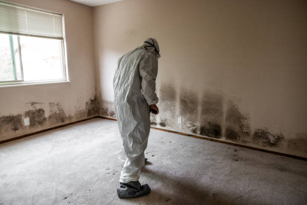 Best Commercial Mold Removal  in Lincoln, AR
