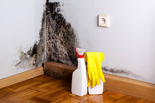 Best Fast Mold Removal  in Lincoln, AR