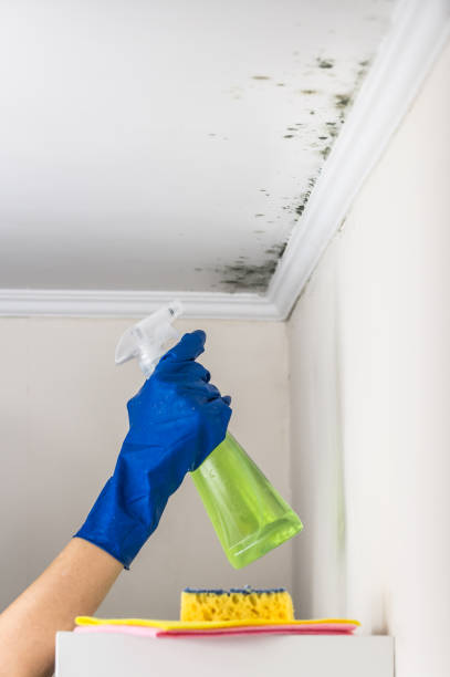 Best Mold Testing  in Lincoln, AR